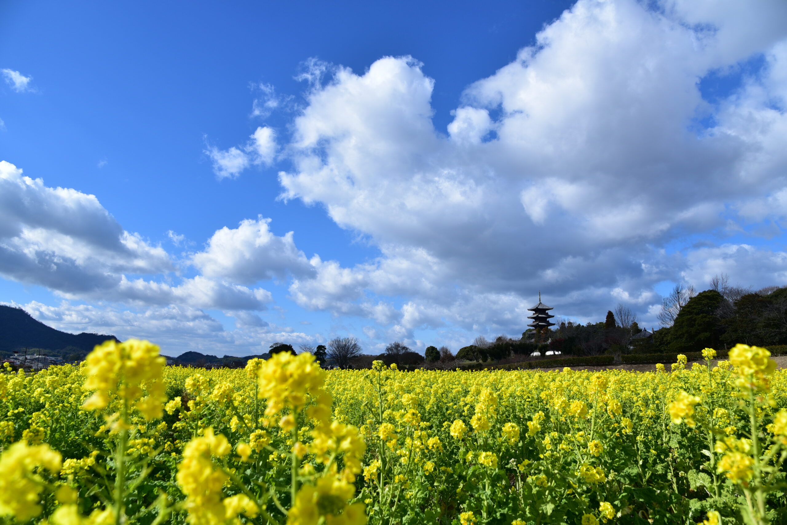 菜の花と五重塔